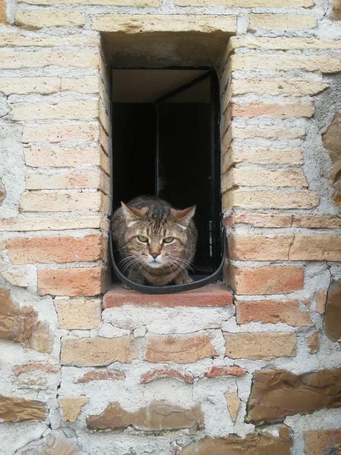 Nocini Di Maremma Villa Tatti Dış mekan fotoğraf